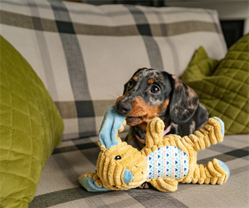 Cuddle Me Knot bunny